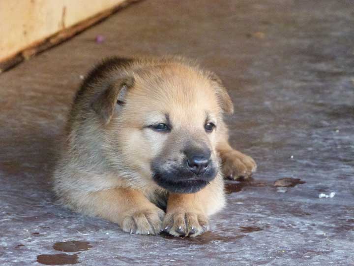 chinook dog